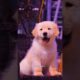 Cute Dogs 🐶❤️ | The Cutest Dogs Ever That Will Melt Your Heart 😍 #shorts