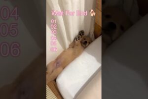 Cute Puppies For You 🐕 | Puppy Cutee 🥰
