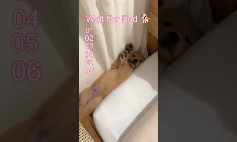 Cute Puppies For You 🐕 | Puppy Cutee 🥰
