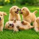 🌿 Cute Puppies Playing Outdoors | Beautiful Dog Video | Relaxing Dog Sounds