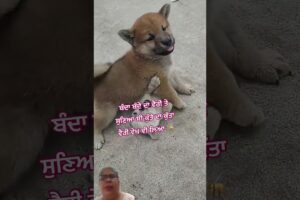 Cute Puppies Playing Together 🐶❤️ | ਦੋ ਪਿਆਰੇ ਪੱਪੀਜ਼ ਦੀ ਮਸਤੀ 🐾