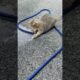 😻Cute cat playing with water 💦  #cat #adoreble #cute #funny #animals #kitten #adorably #pets