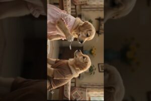 Cute puppies emotional video 🥹