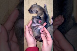 Cute puppies #newbornpuppies #pupppuppy #dogs #animals