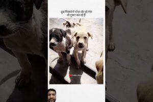 Cute puppies 🐶#reels #viralreels #reelscreator #trendingreels #reelitfeelit #trendingreel #food