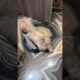 Cute puppies shorts ❤️❤️#trending #viral #pets #mastimoment #funny #puppies #doggielife #newshorts