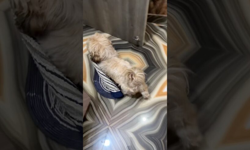 Cute puppies shorts ❤️❤️#trending #viral #pets #mastimoment #funny #puppies #doggielife #newshorts