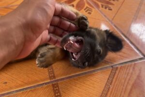 Cutest Puppies Ever Caught on Camera! ❤️ #CutePuppies #Dogs #Viral