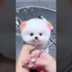 Cutest Puppy Haircut Ever! 😍✂️ | Transformation You Can't Miss #Shorts