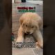 Cutest puppies #dog #cute