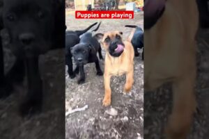 Cutest puppies #dogvideos