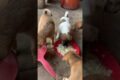 Cutest puppy barking adorable video  #FunnyDogs #CuteDogs #Puppies #DogTraining #puppy