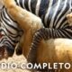Desbocados | Noche De Pelea Animal | Nat Geo en Español