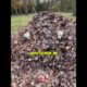 Dieser Hund liebt es, bei Opa zu spielen #funnyshorts #hunde #love #cute