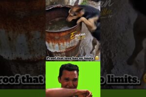 Dog SAVES Drowning Kitten 🥺❤️ #shorts #sad #catshorts #dog #animals #animallife