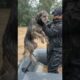 Dog Saved From Drowning in Flood ❤️🐕 #shorts #kindness