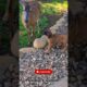 🐕🦌 Dog and Antelope Play Together in the Most Unexpected Animal Friendship! 😂❤️ #dog #shorts
