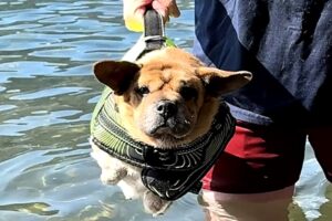 Dog may be one in a million...literally