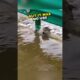 Dog rescued from flood by security guard 👏
