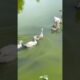 Ducks quacking