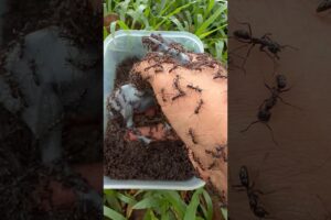 Emergency Animal Rescue: Female Ibex Vs Bullet Ants #shorts