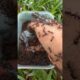 Emergency Animal Rescue: Female Ibex Vs Bullet Ants #shorts