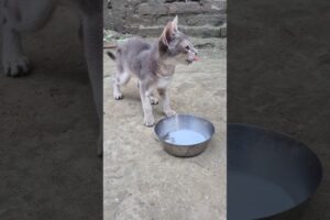 Emotional Cat Rescue🐱❤️ | Cute kitten rescue story | #shorts #minivlog #catvideos #youtubeshorts