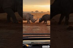 Epic Wildlife Fight: Buffalo vs Rhino Real Fight On Safari! 🦏💥🐃 #wildlife #safari