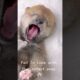 Fall In Love, the cutest puppies #puppies #cute #happypets #petlover