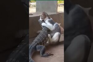 Fearless Cat Fights a Giant Lizard! 🐱 #shorts #animals #cats #lizard #fight