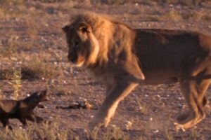 Fearless Honey Badger Fights Off Lion's Multiple Attacks
