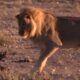 Fearless Honey Badger Fights Off Lion's Multiple Attacks