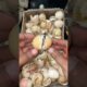 Found live baby chick under Egg shells