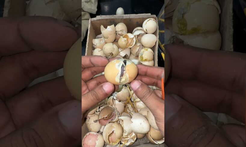 Found live baby chick under Egg shells