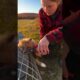 Fox Rescue Video #fox #rescue #faithinhumanity #wildliferescue #heartwarming #animalrescue #wildlife