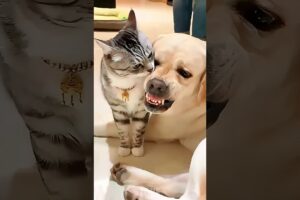Funny, hilarious, failures, and dog fights! P1  #pets #funny #love #Cats #Animals