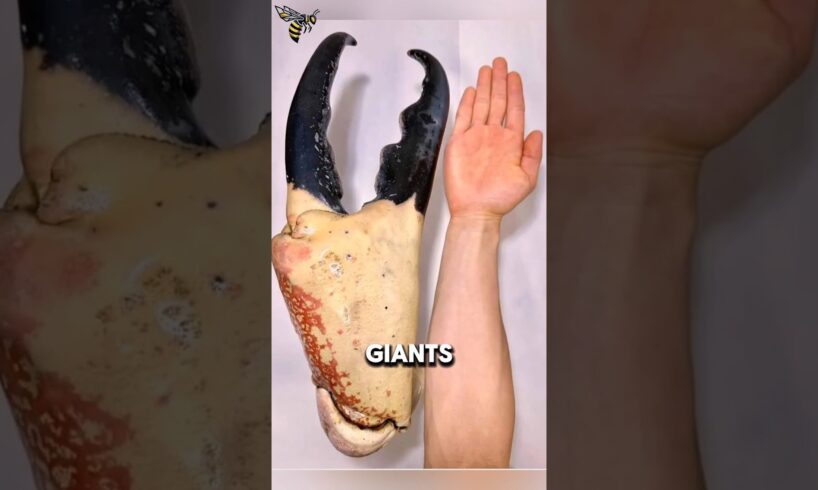 Giant Crabs That Rule the Ocean and the Land #facts #animals #crabs