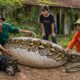Giant Golden Python Attacks a Hunting Dog | Dramatic Life-or-Death Rescue in an Abandoned House