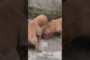 Golden Retriever Cute Puppies