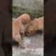 Golden Retriever Cute Puppies