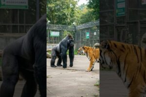 Gorilla vs. Tiger: Who Wins the Ultimate Jungle Showdown?#fight #Gorilla#Tiger