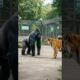 Gorilla vs. Tiger: Who Wins the Ultimate Jungle Showdown?#fight #Gorilla#Tiger