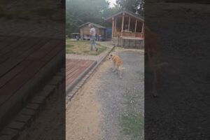 Grandpa Talis Arrived in His Forever Home in Germany - Takis Shelter