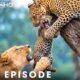 Greatest Fights in the Animal Kingdom | MEGA EPISODE | Wildlife Documentary