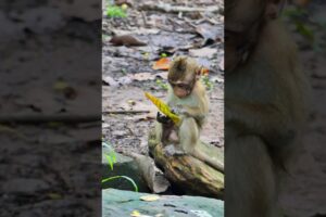 Handsome boy Benji play alone, #monkey, #monkeysr, #animals, #babymonkey, #wildlife, #nature, #cute