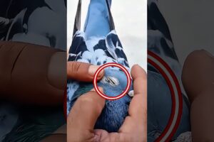He Did Something Amazing for This Animal ❤️🐾