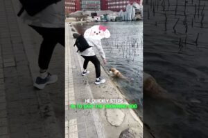 He Rescued a Dog Struggling in the Water #rescue #animals #dog #rescue #animals #dog