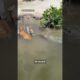 Holidaymaker's shock as dog has close call with crocodile