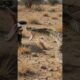 Honey Badger vs Snake 🦡🐍 The Fearless Animal That Fights Venom | Wild Survival Battle#shortsfeed