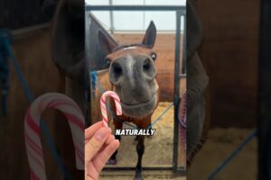 Horses love playing pranks#funny #funnyanimals #animals #cute #viral